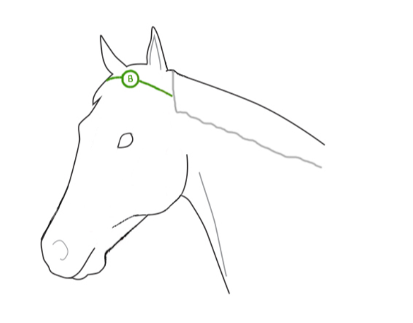 How-To-Draw-Horses  Dessin cheval facile, Comment dessiner un